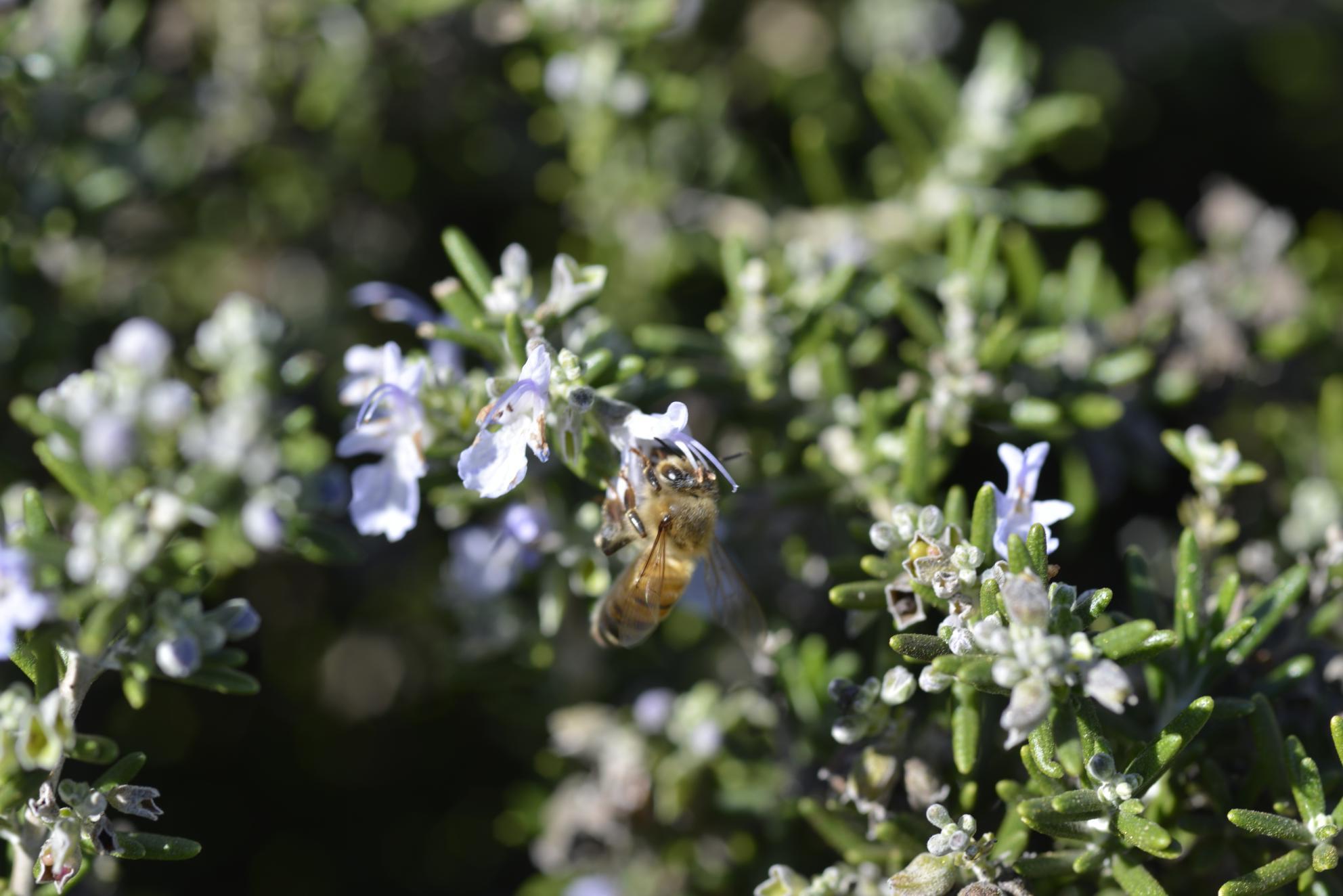 Bee Pollination