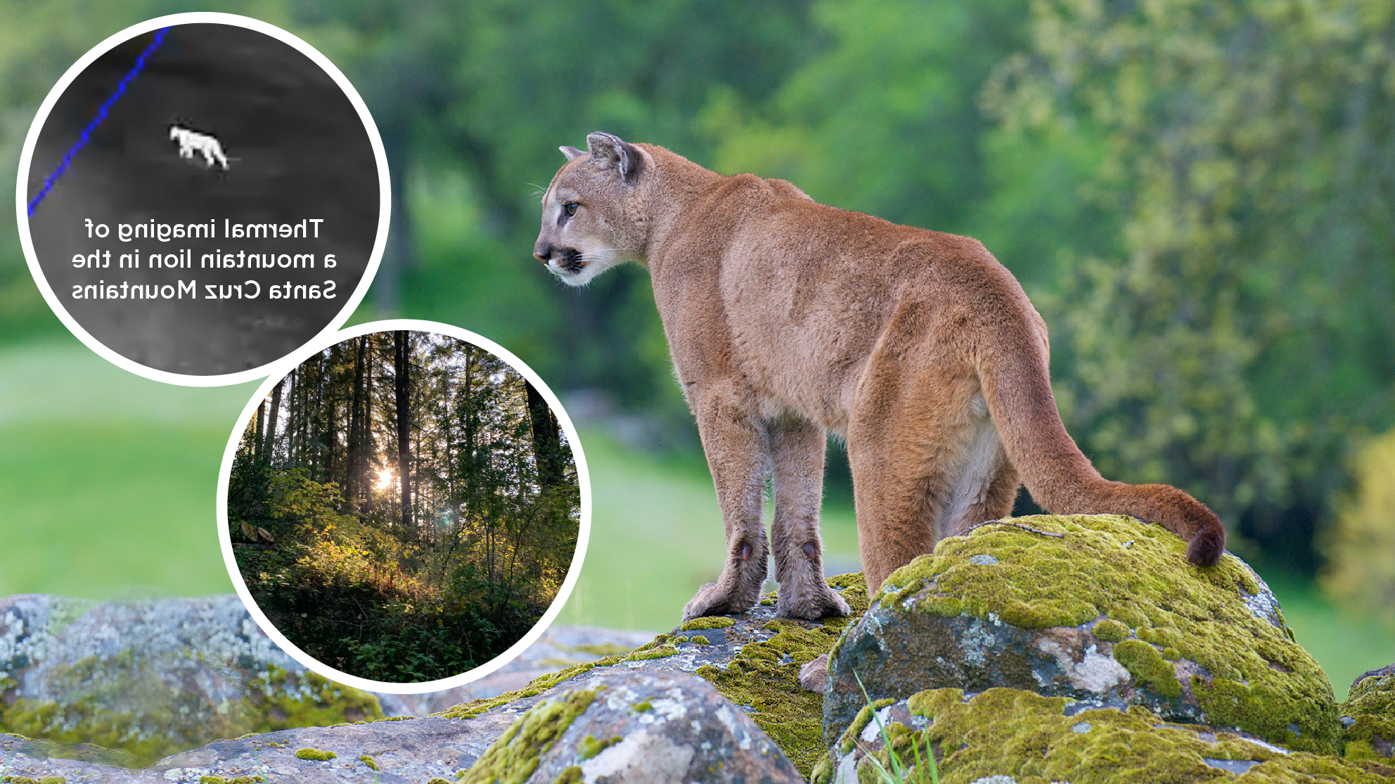 mountain lion