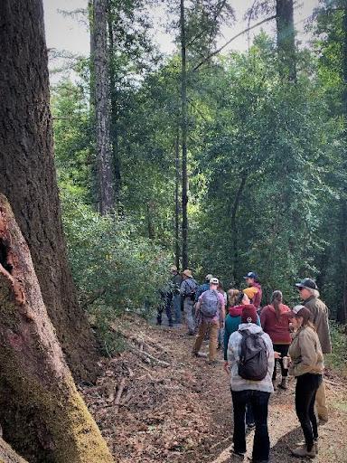 people walking in the forest